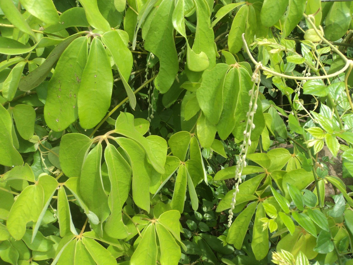 Flora of Sri Lanka