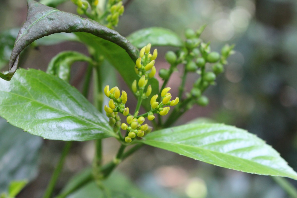 Flora of Sri Lanka