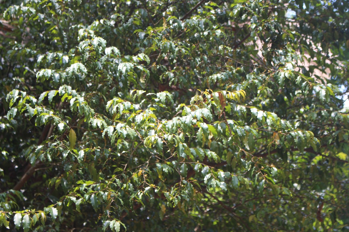 Flora of Sri Lanka