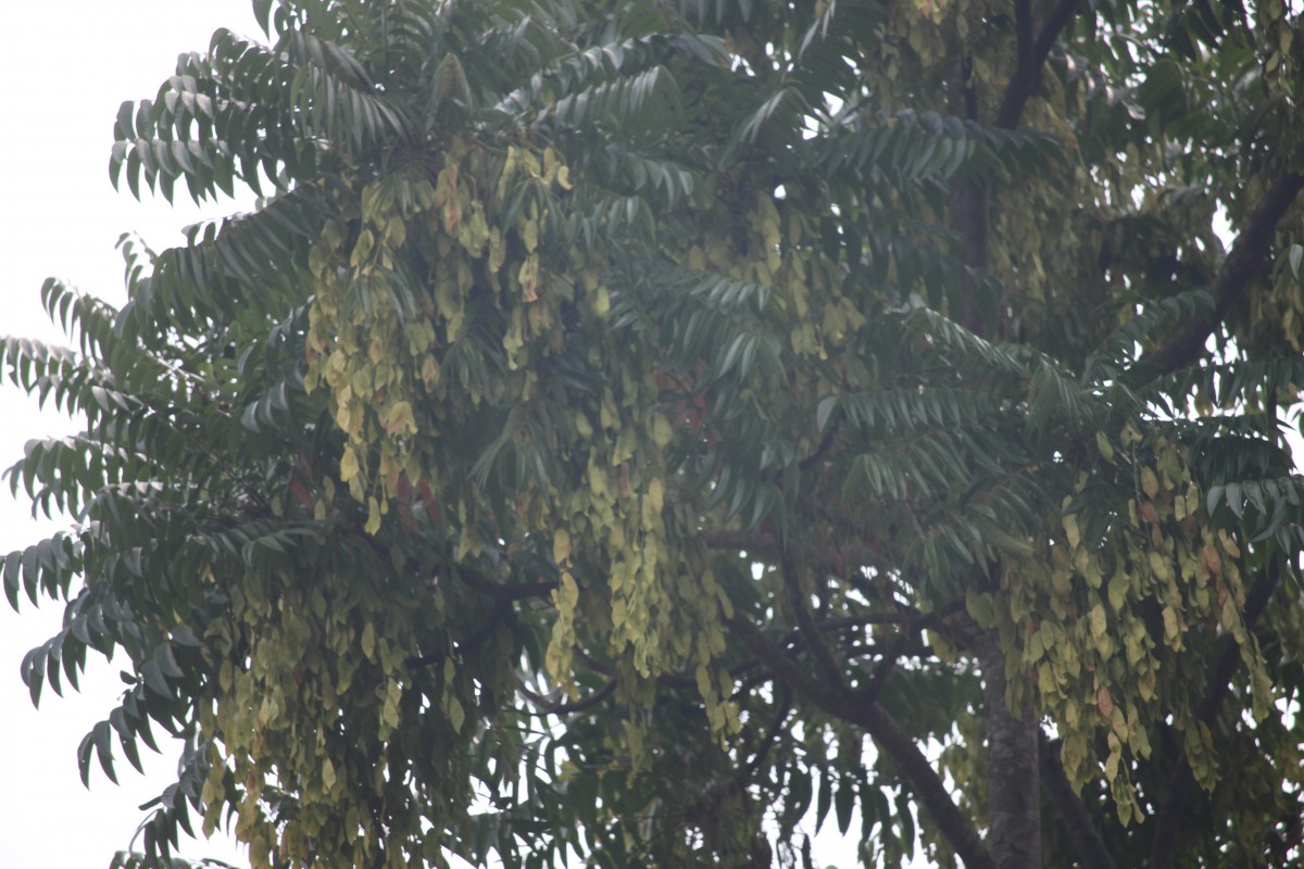 Flora of Sri Lanka