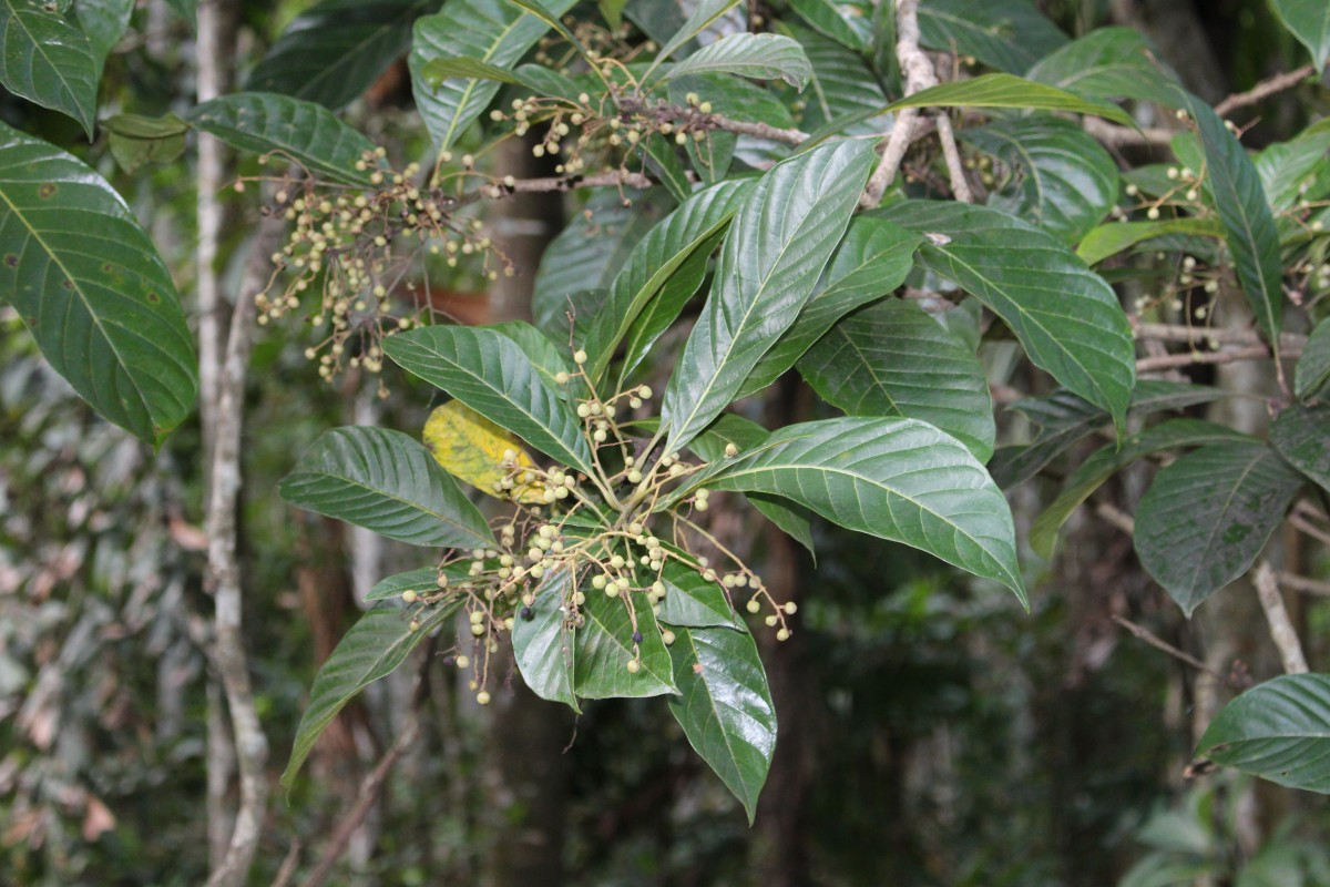 Sabiaceae