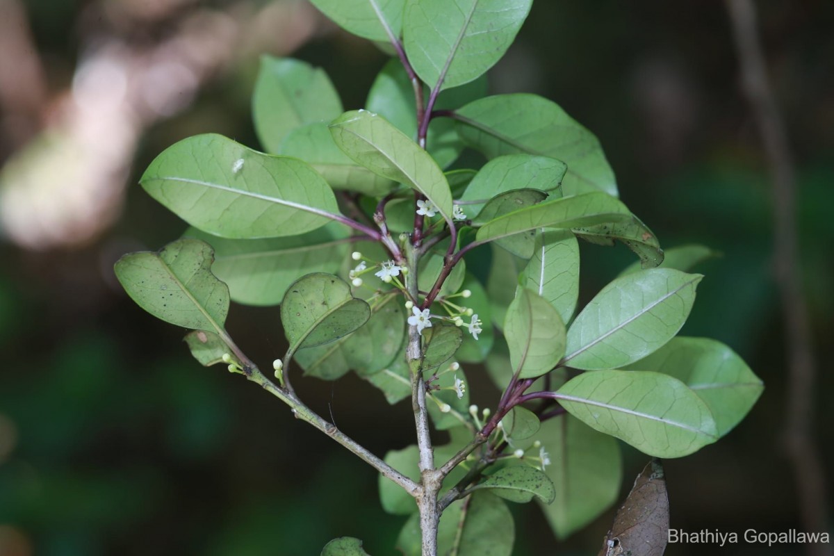 Aquifoliaceae