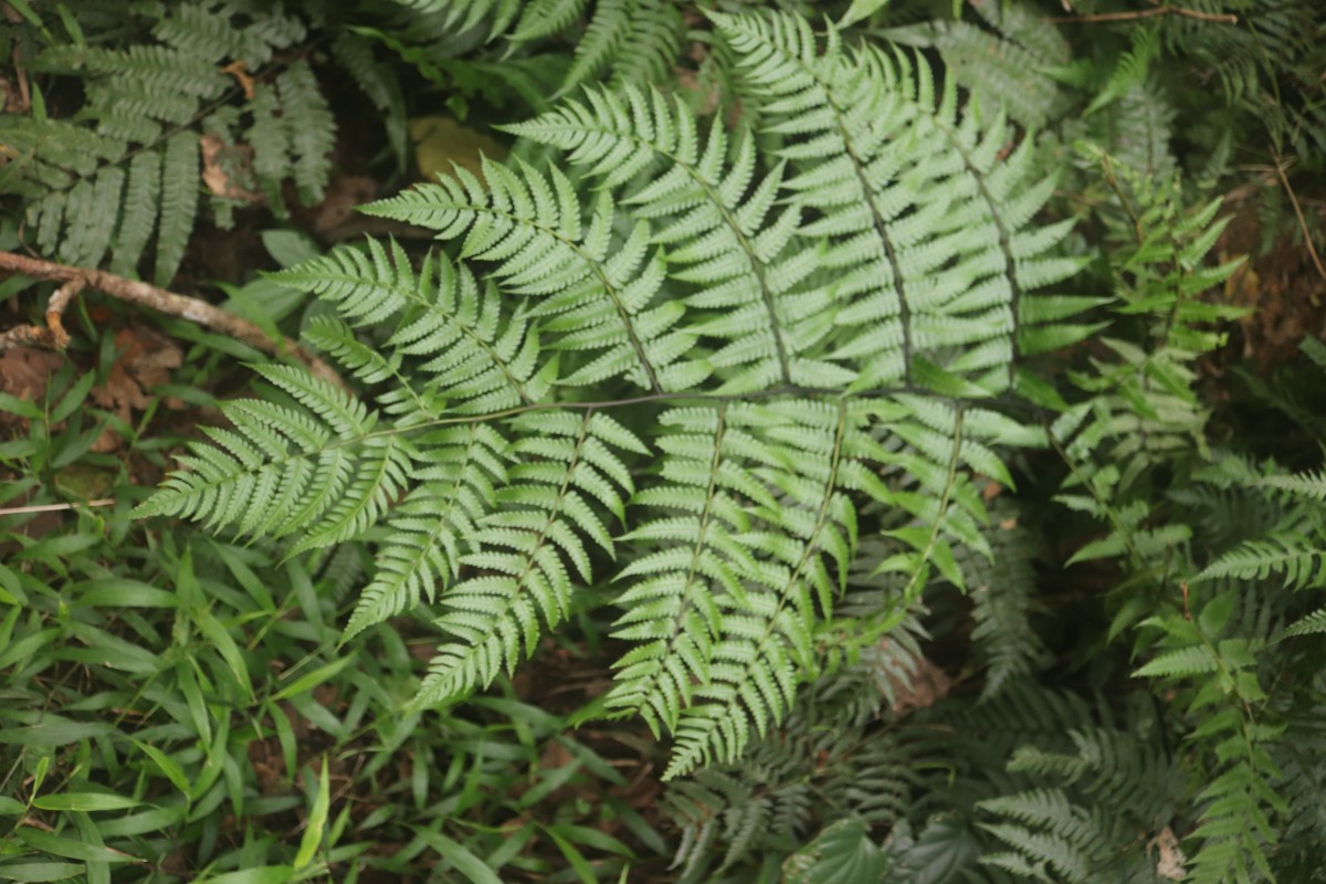 Flora of Sri Lanka