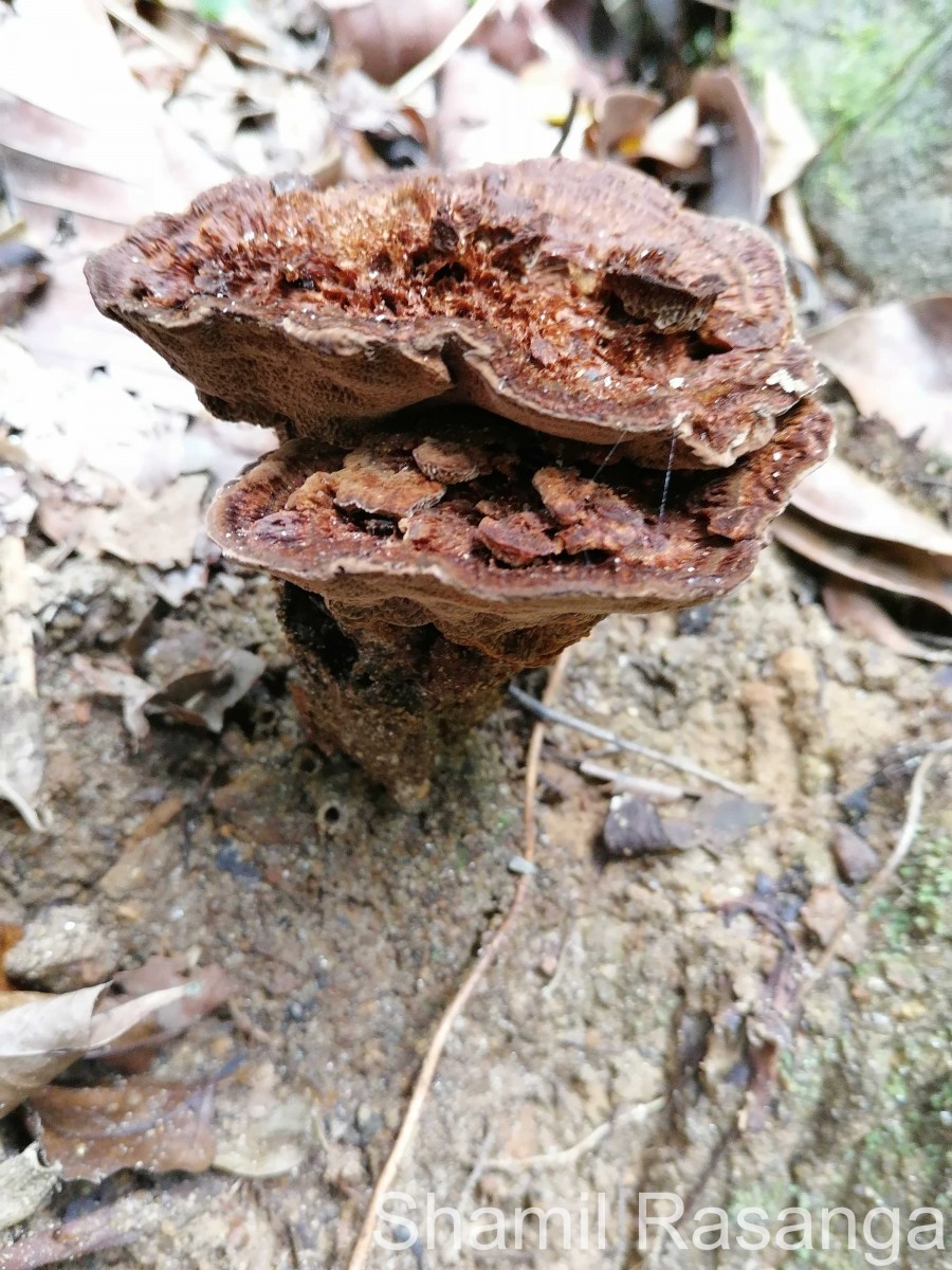 Fomitopsidaceae