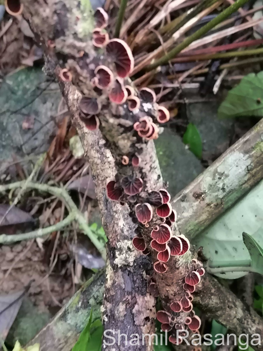 Omphalotaceae