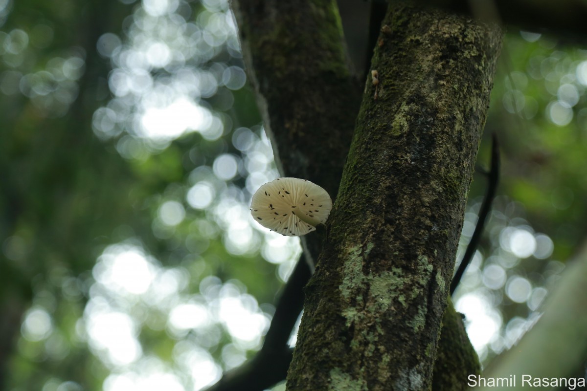 Physalacriaceae