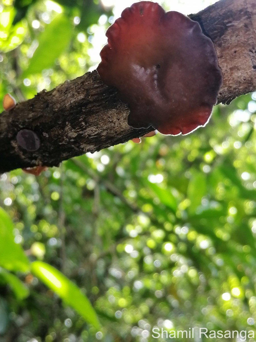 Auriculariaceae