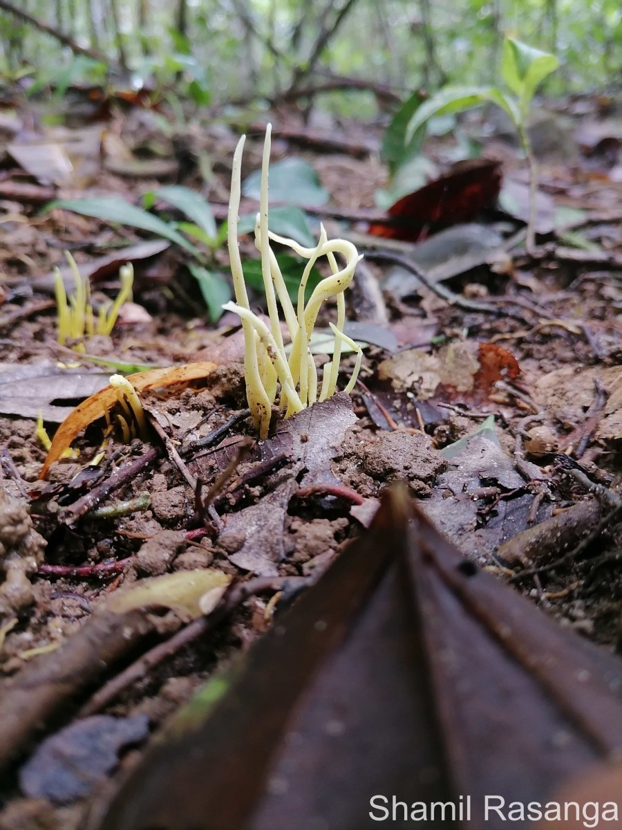 Clavariaceae
