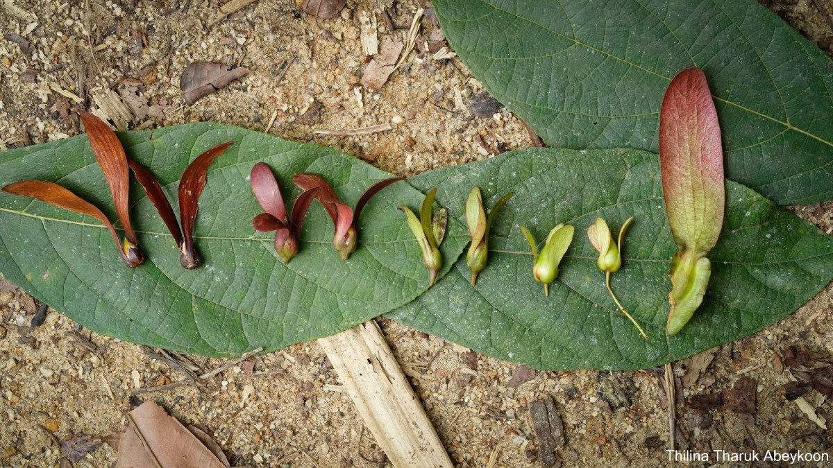 Dipterocarpaceae
