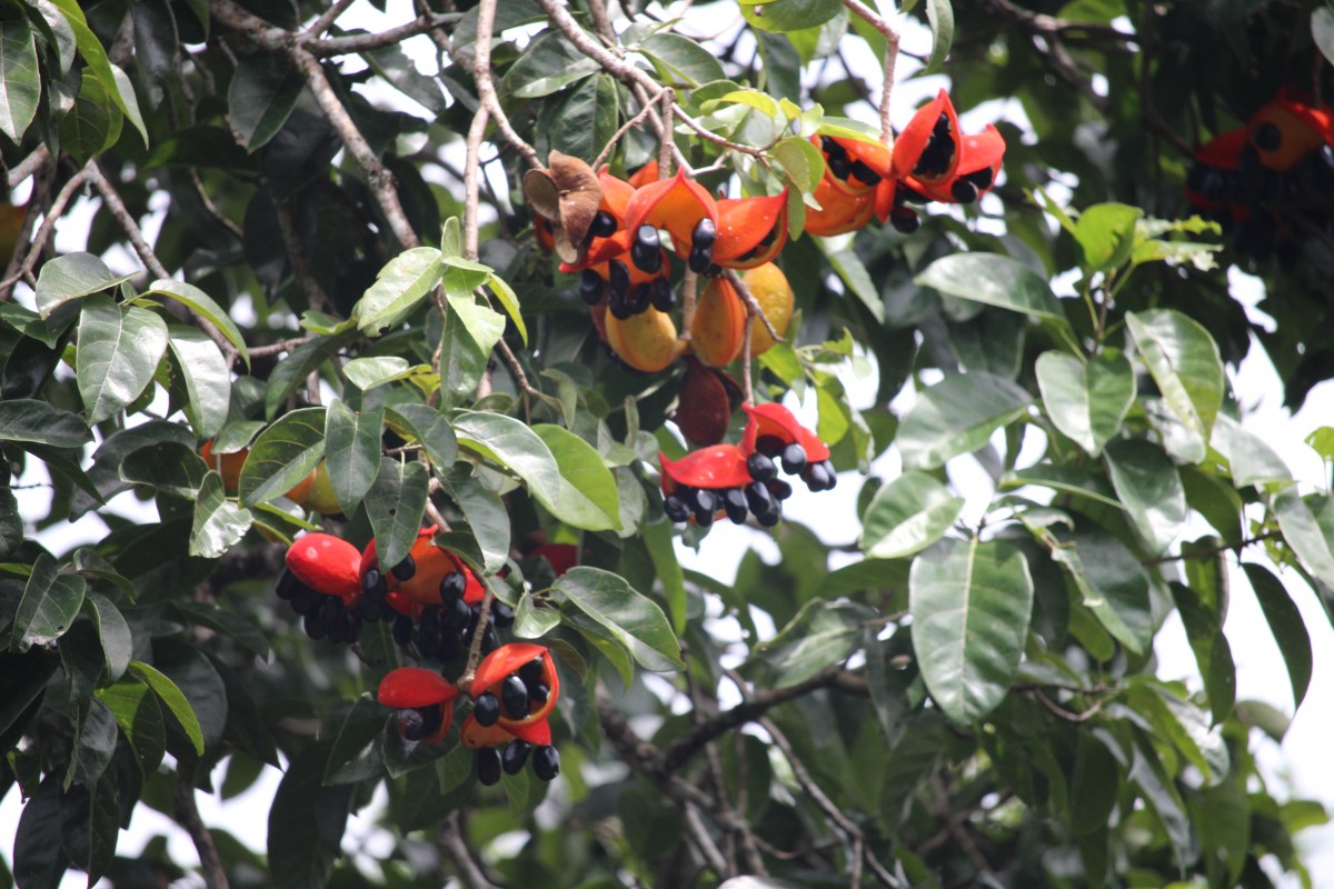 Flora of Sri Lanka