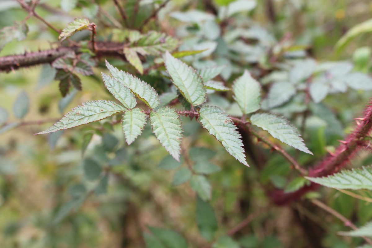 Flora of Sri Lanka