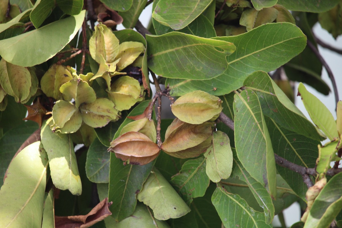 Flora of Sri Lanka