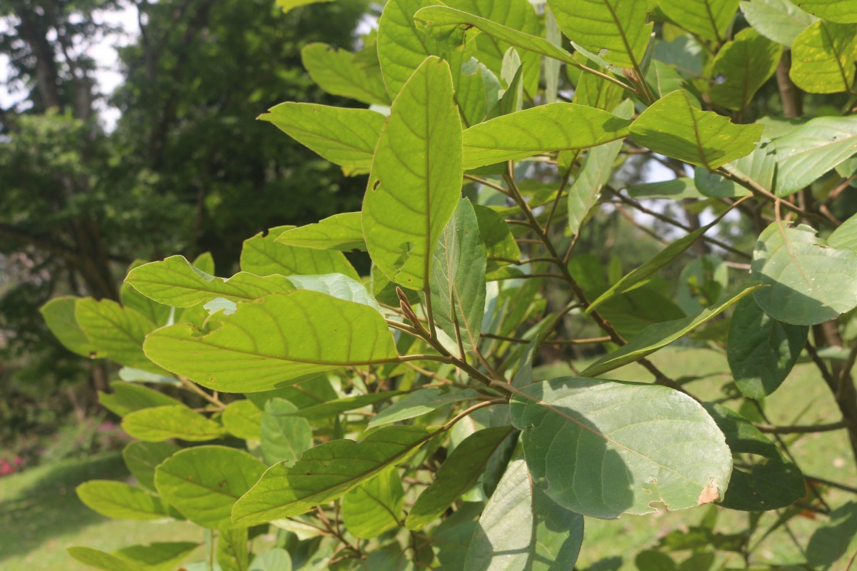 Flora of Sri Lanka