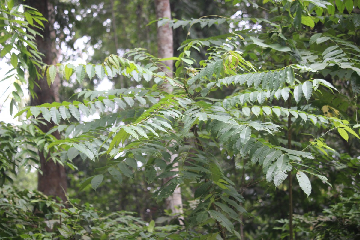 Flora of Sri Lanka