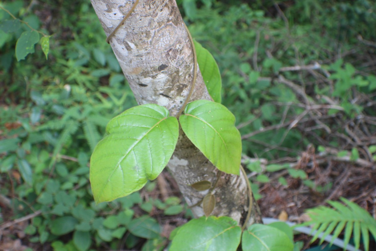 Flora of Sri Lanka