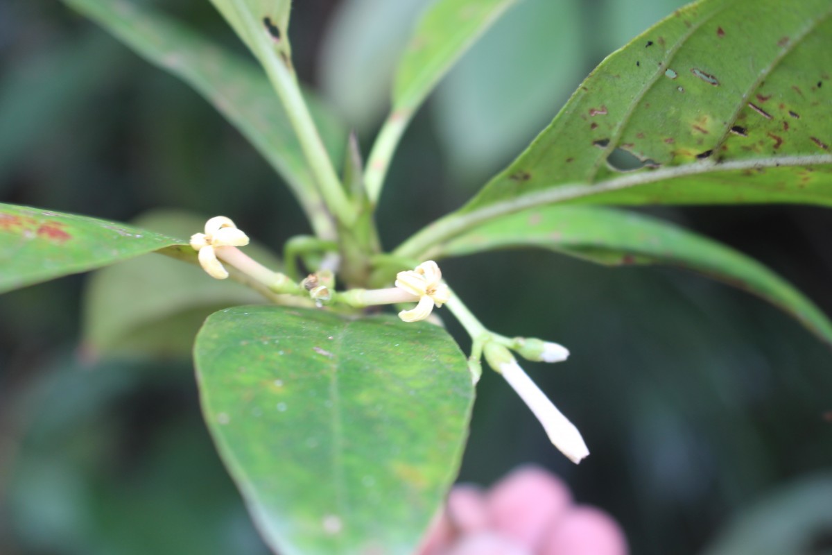 Flora of Sri Lanka