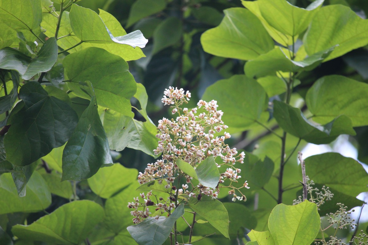 Flora of Sri Lanka