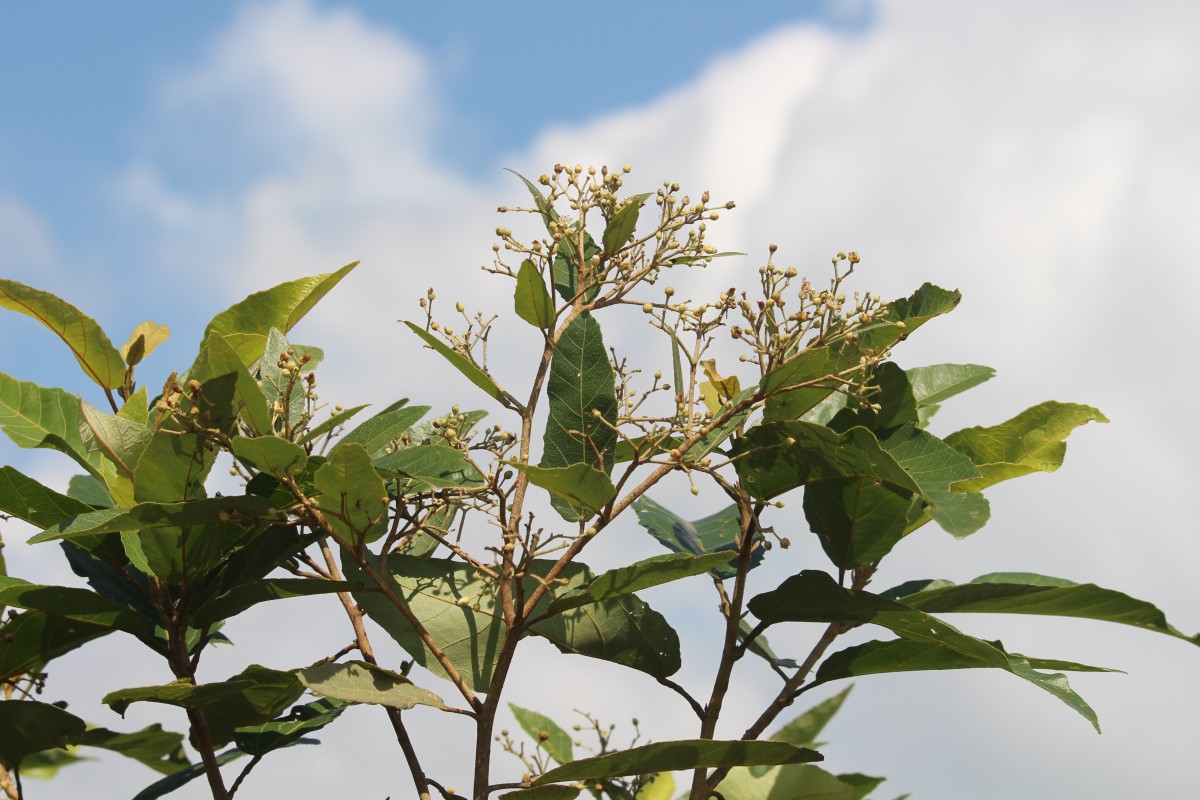 Flora of Sri Lanka