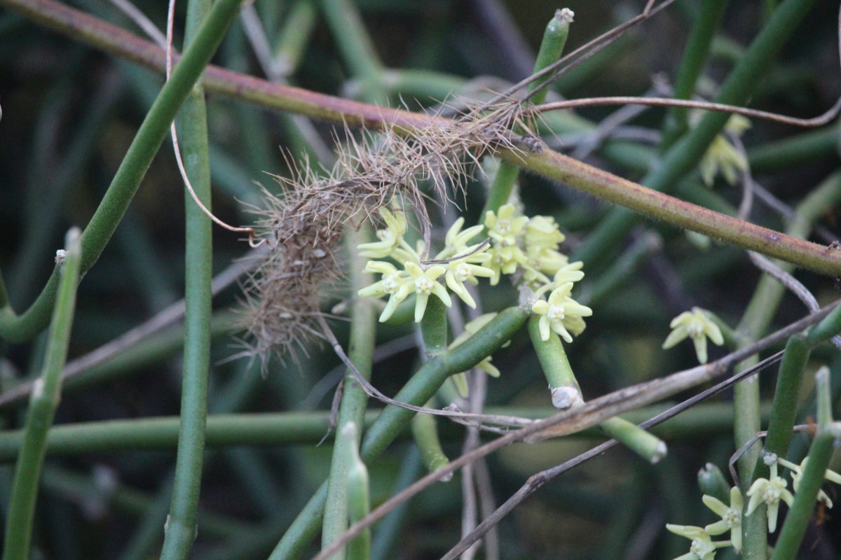 Flora of Sri Lanka