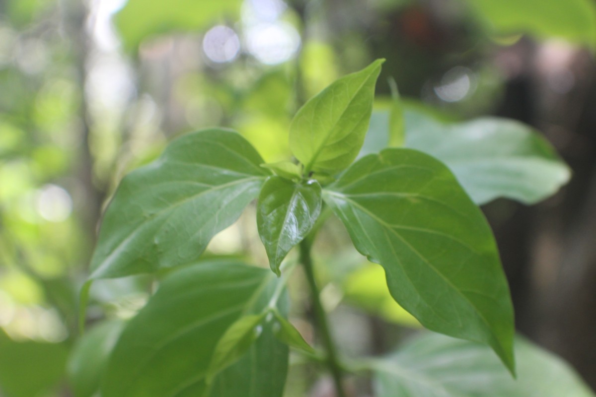Flora of Sri Lanka