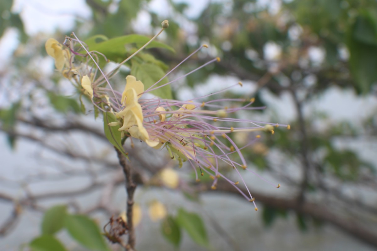 Flora of Sri Lanka