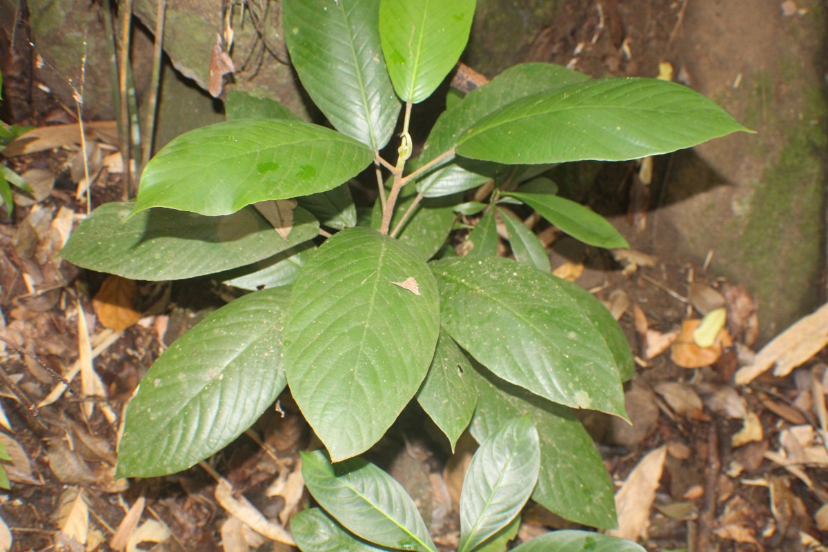 Flora of Sri Lanka