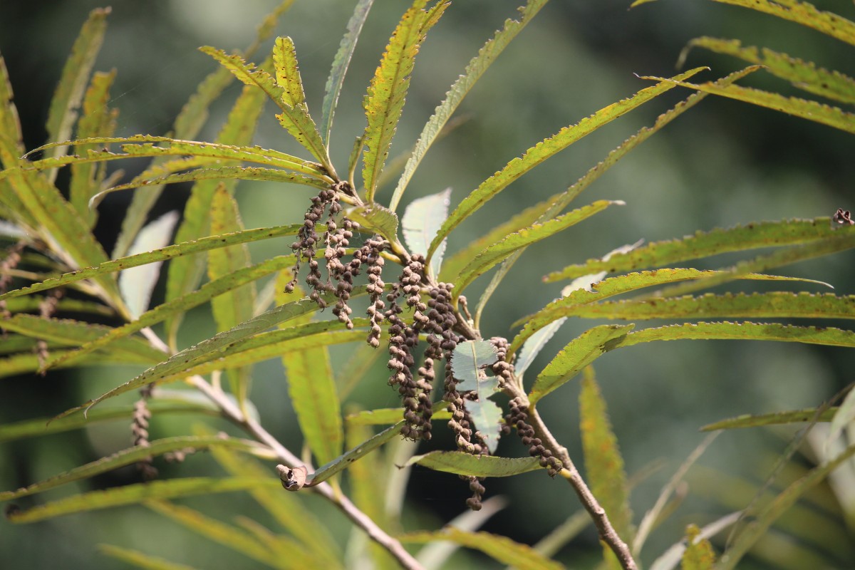 Flora of Sri Lanka
