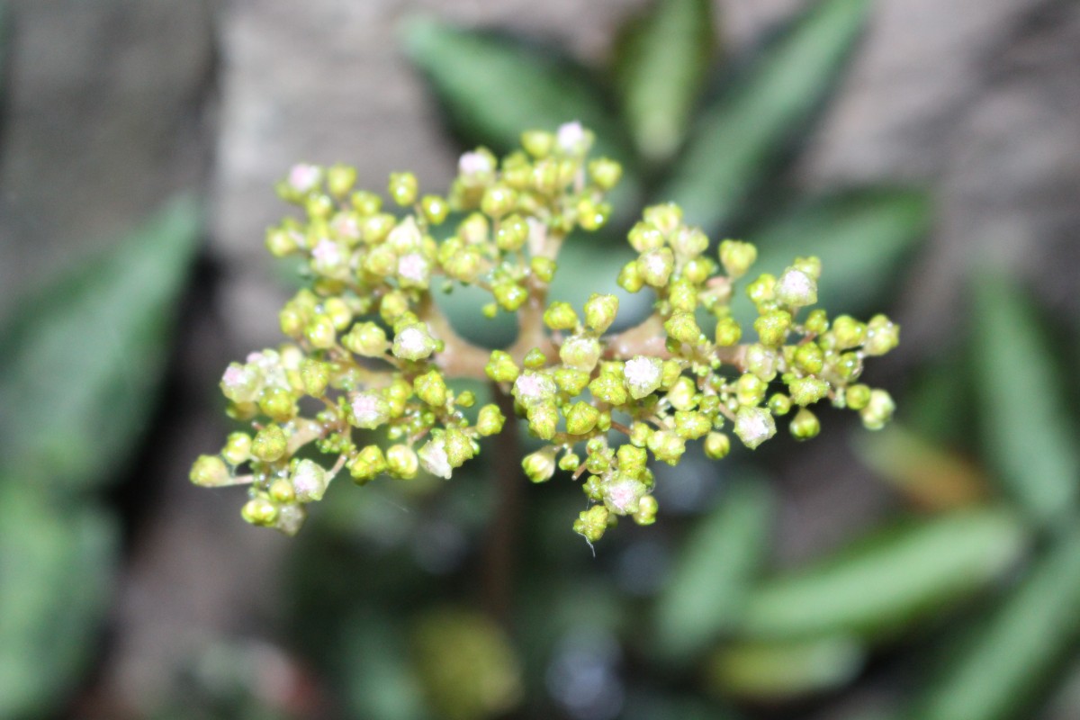 Flora of Sri Lanka