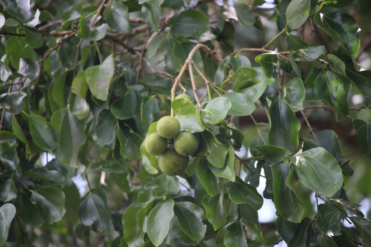 Flora of Sri Lanka