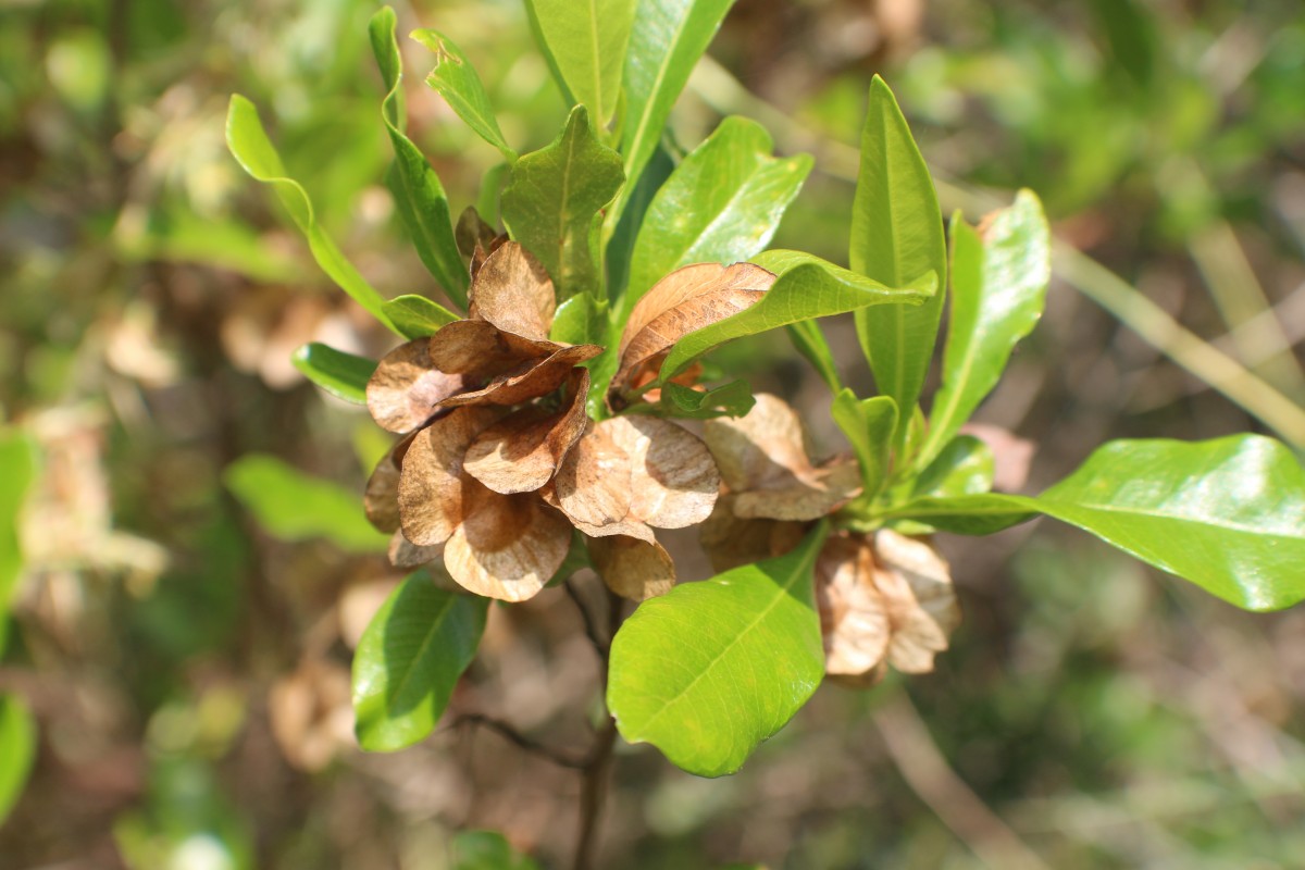 Flora of Sri Lanka