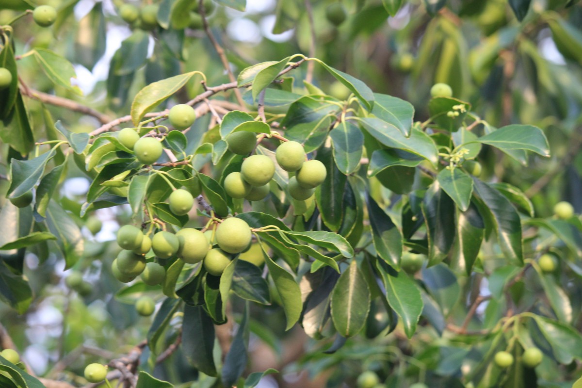 Flora of Sri Lanka