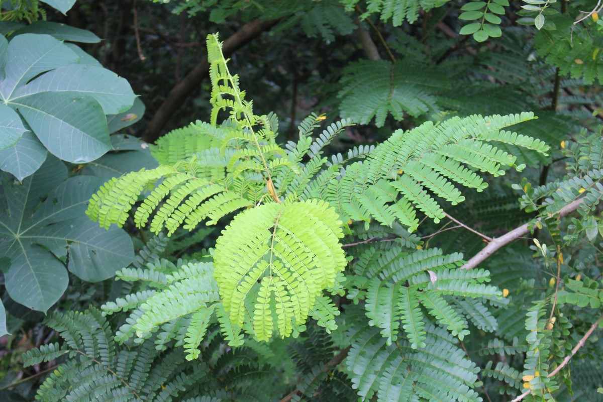 Flora of Sri Lanka