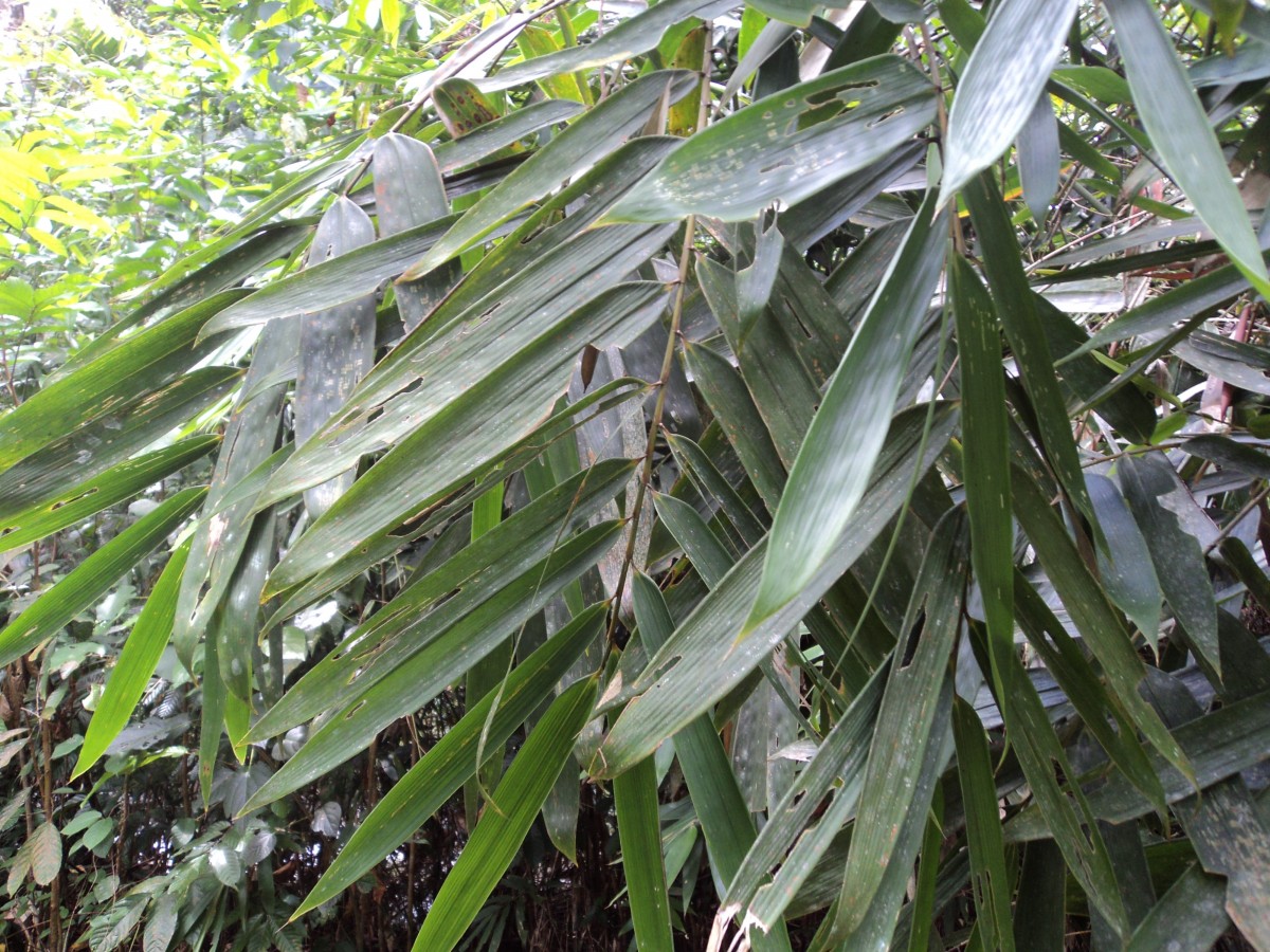 Flora of Sri Lanka