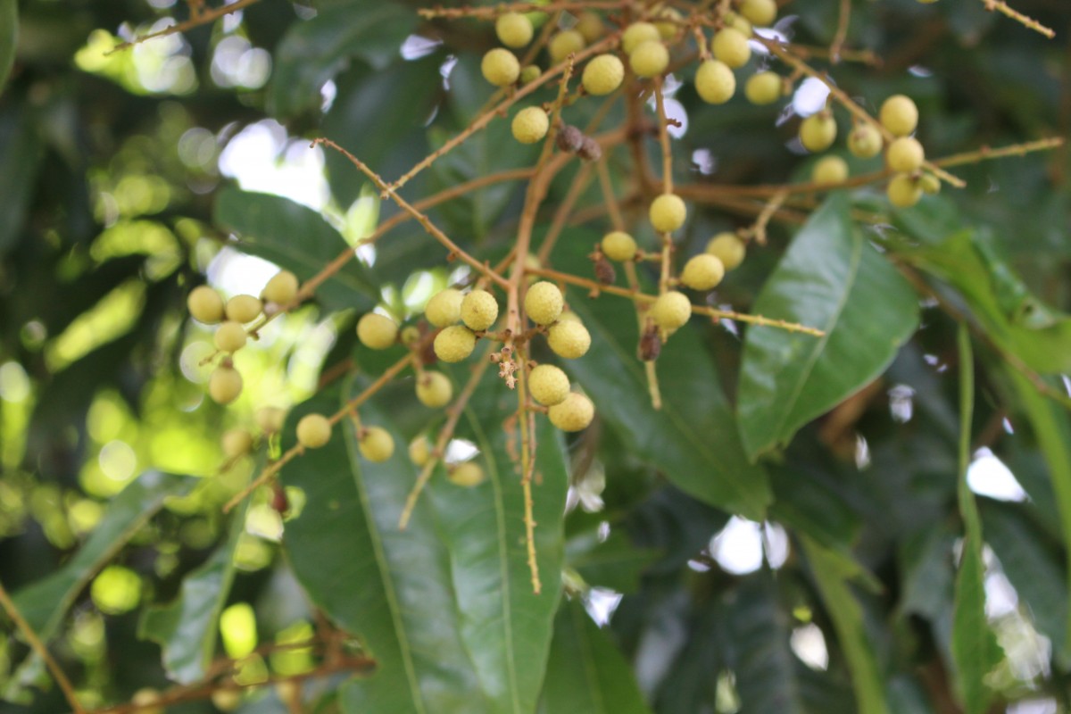 Flora of Sri Lanka