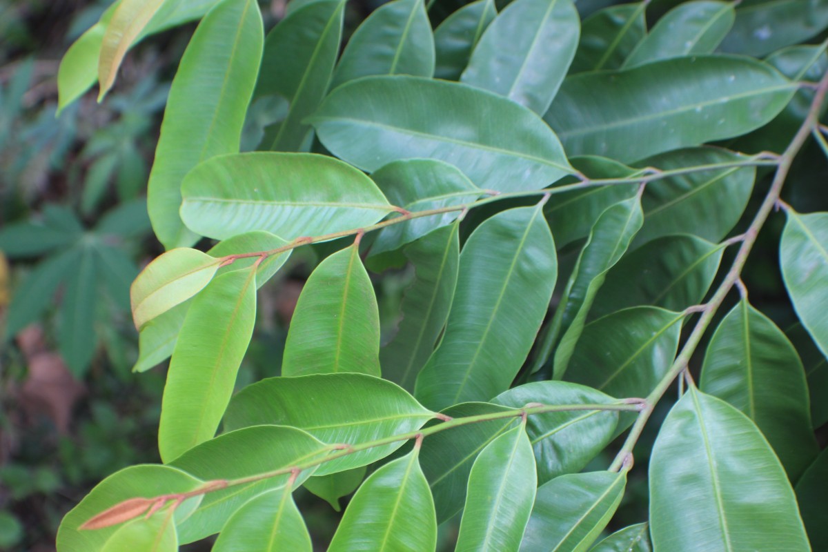 Flora of Sri Lanka
