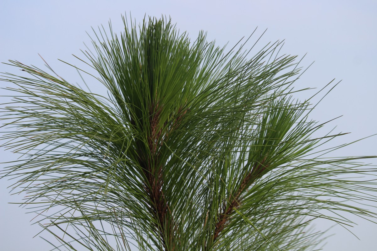 Pinus