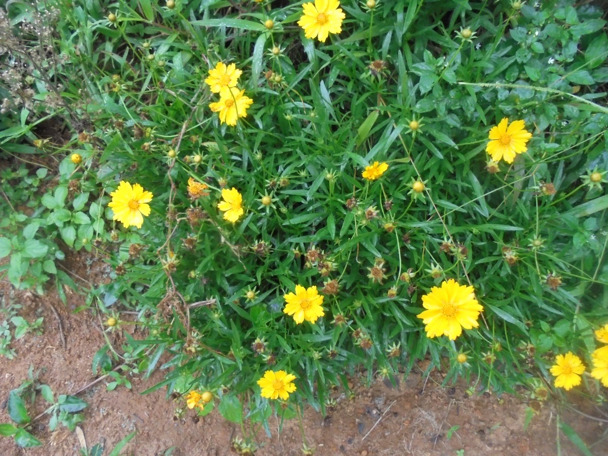 Flora of Sri Lanka