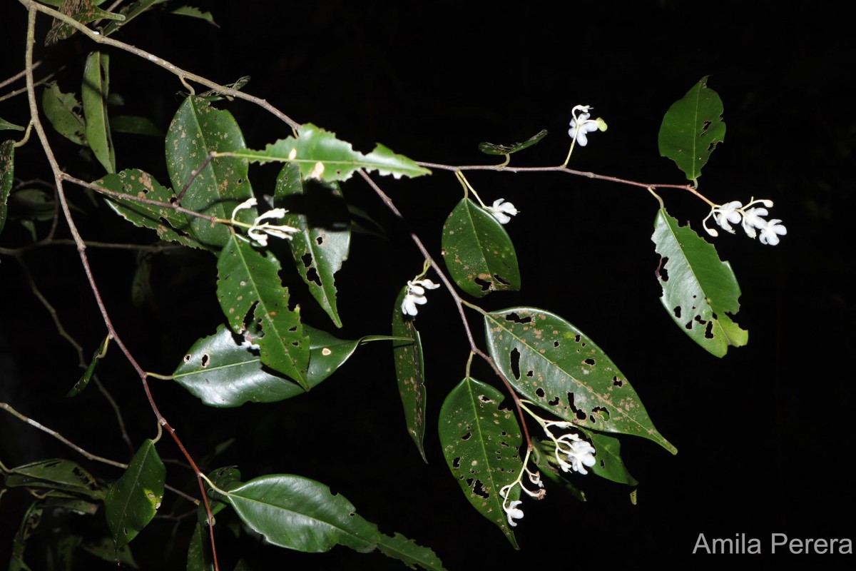 Flora of Sri Lanka