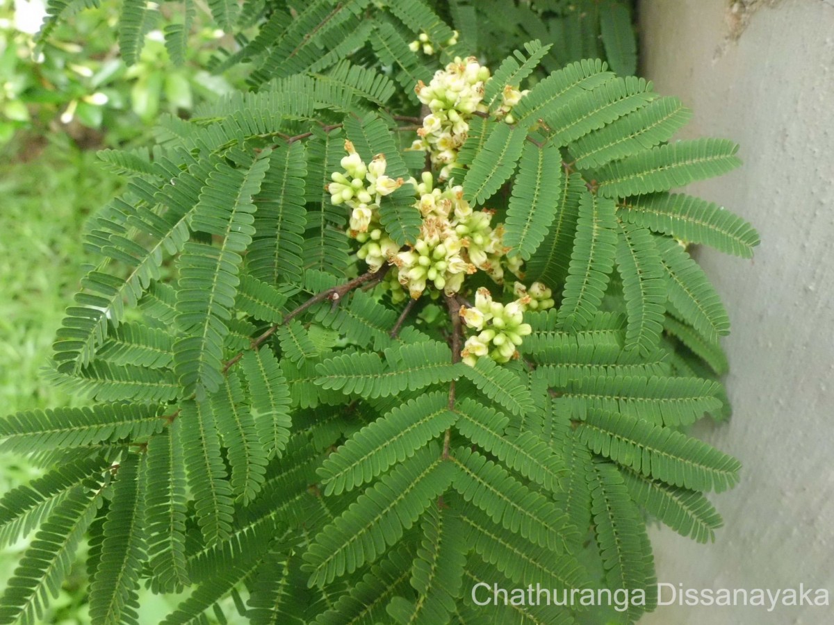 Flora of Sri Lanka