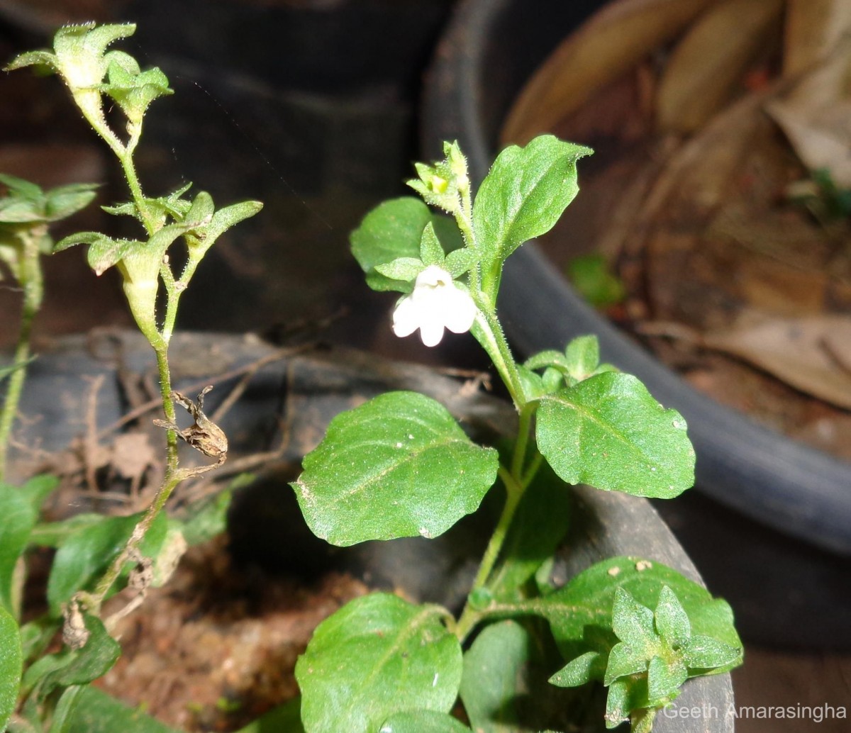 Flora of Sri Lanka