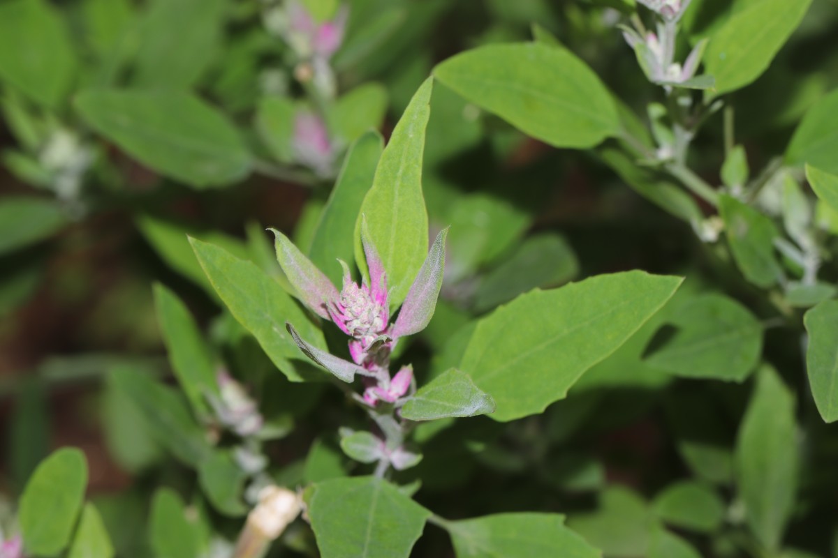 Chenopodium