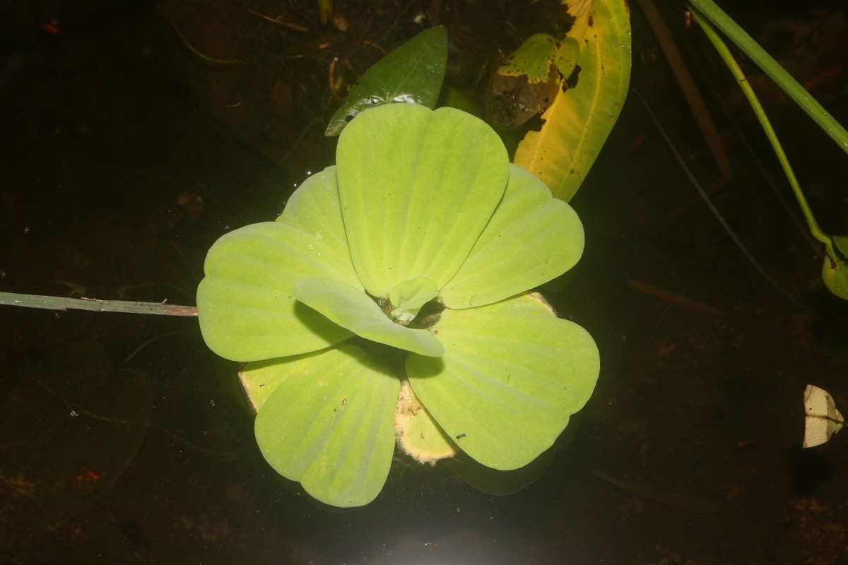 Pistia