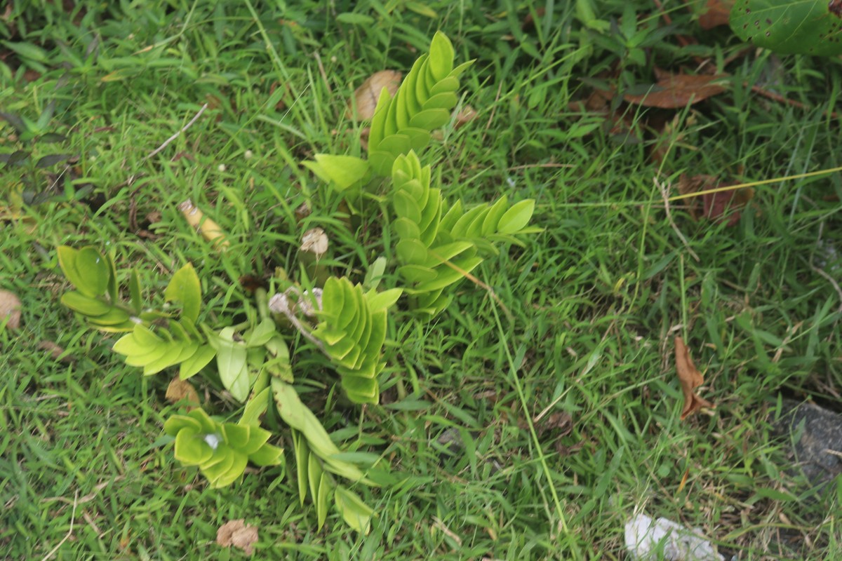 Zamioculcas