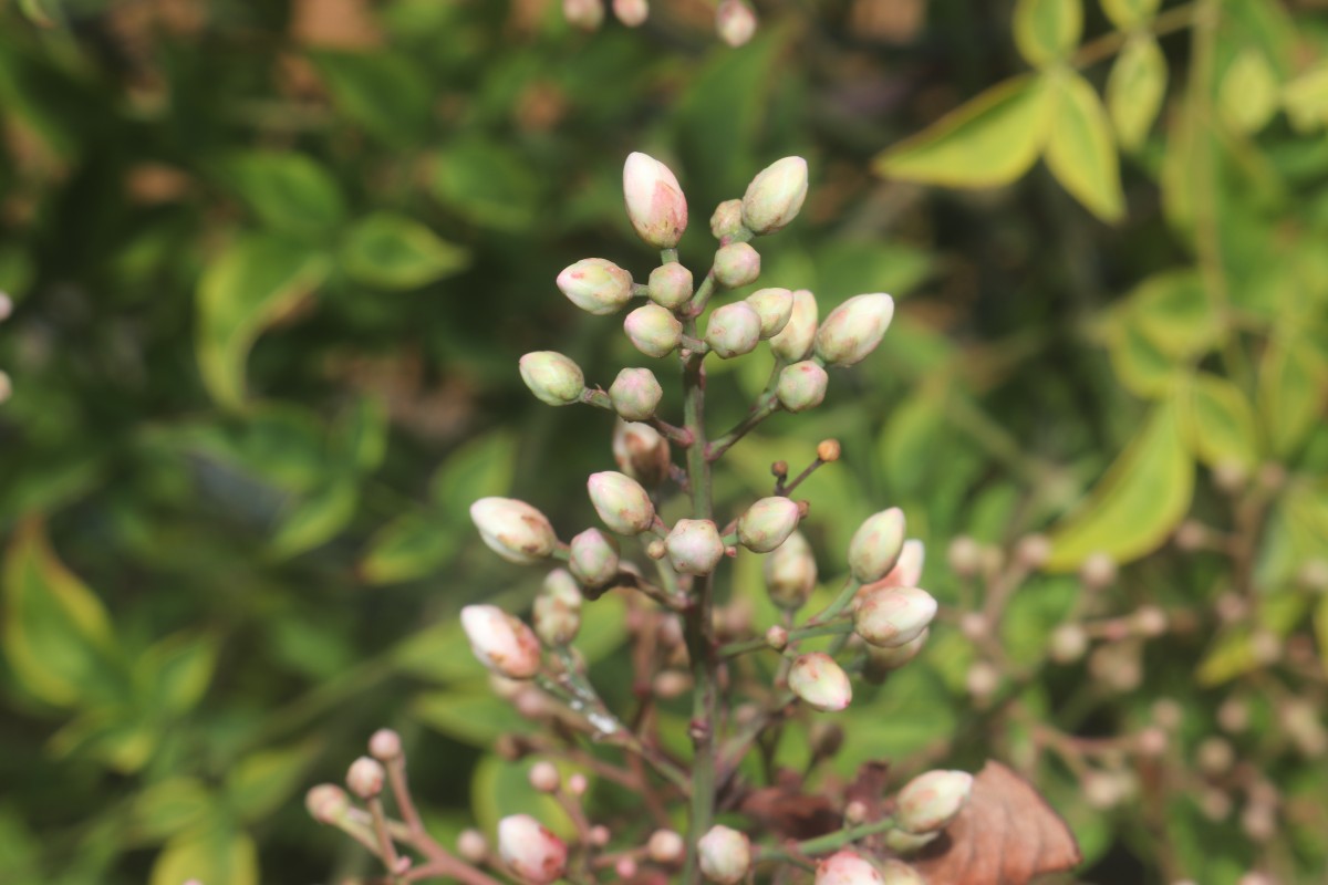 Nandina