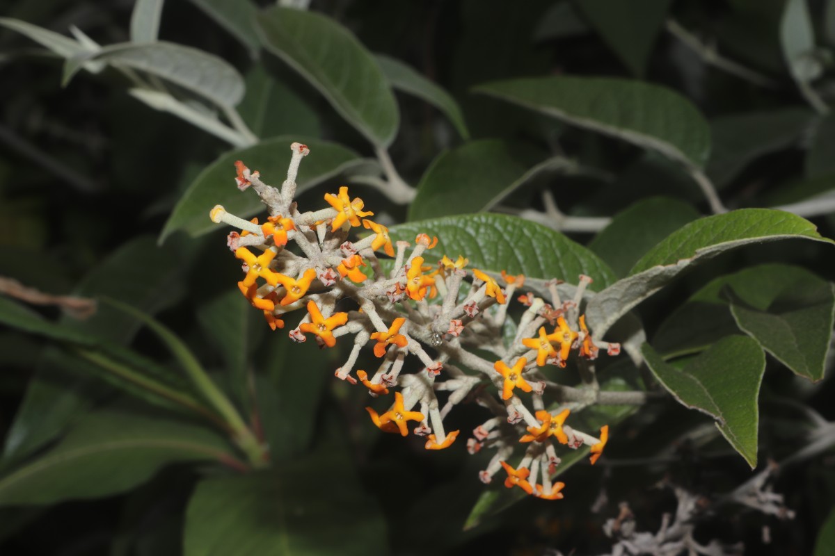 Buddleja