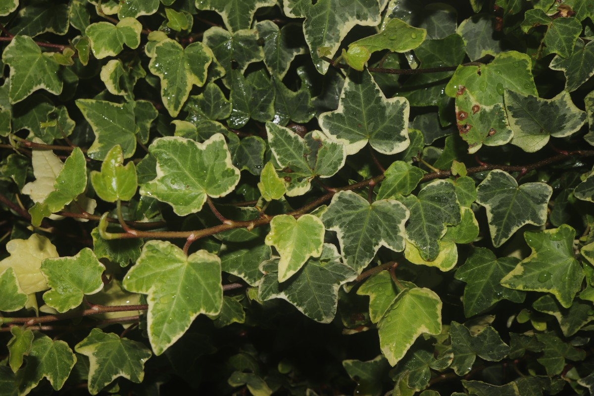 Hedera