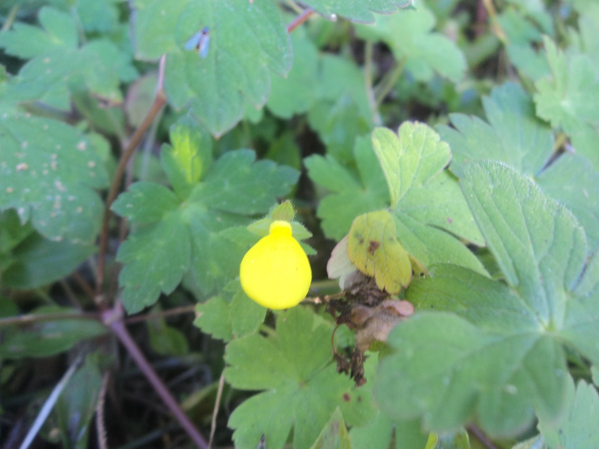 Calceolaria