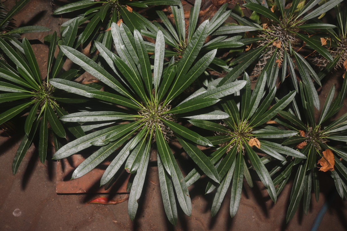 Pachypodium