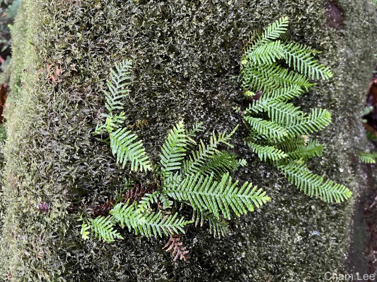 Prosaptia