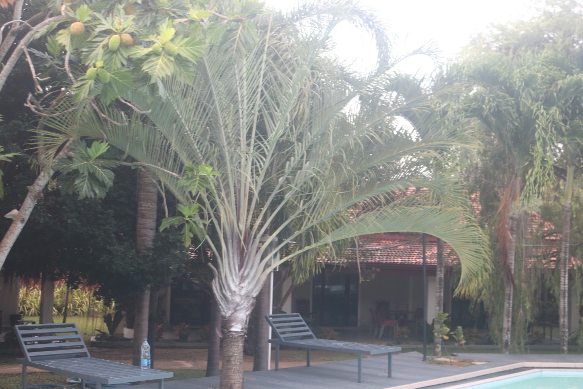 Chrysalidocarpus